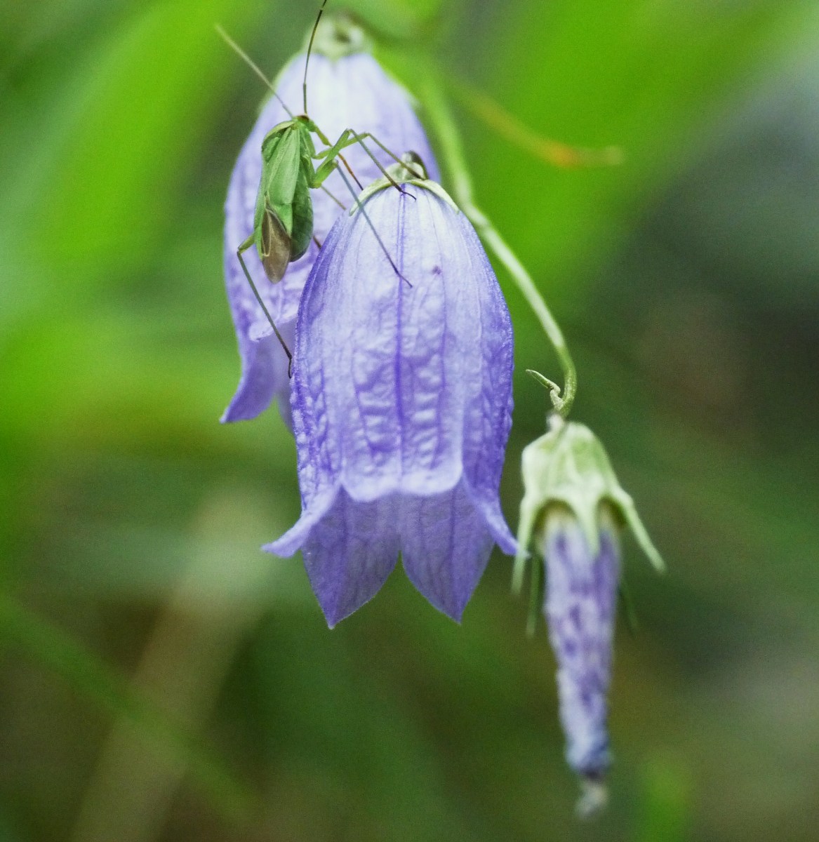 insetto su fiore